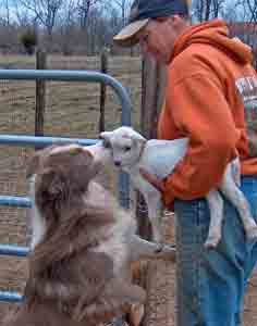 Susan Dog lamb