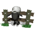 sheep fence